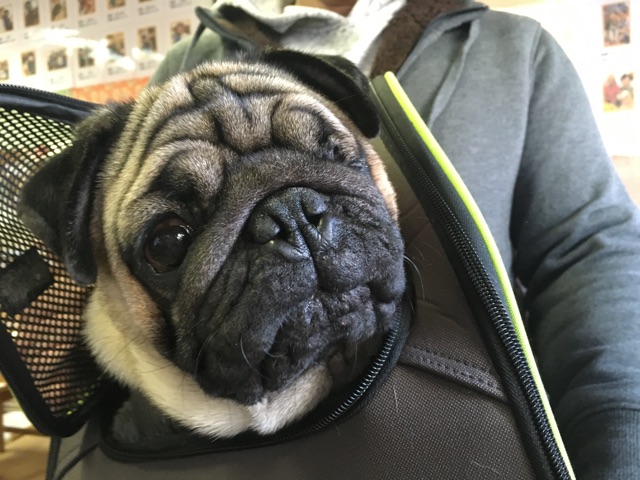 【今日の里帰りワンコ🐶パグの聆麿くん💕チワワのポンキチ君💕】